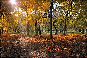 Разноцветная осень | Фотограф Сергей Шабуневич | foto.by фото.бай