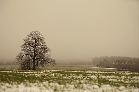 Январский туман... | Фотограф Надежда Пахомова | foto.by фото.бай