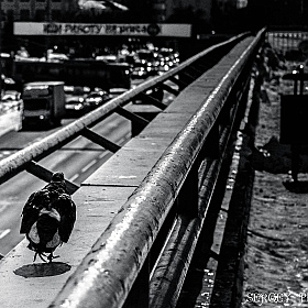 Альбом "Общий" | Фотограф Sergey Pleshkov | foto.by фото.бай