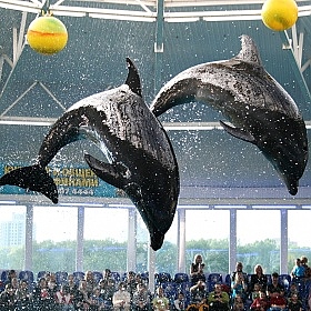 фотограф Микола Пташников. Фотография "Дельфины учаться летать..."
