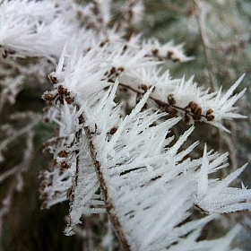 фотограф Надежда Кабирова. Фотография "Ледяные иголки"