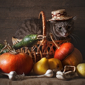 фотограф Max Max. Фотография "кошка и тыквы"