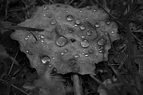 After the rain | Фотограф Роман Зейдин | foto.by фото.бай