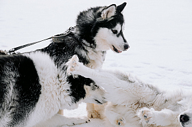 Работа фотографа Дмитрий Гусалов