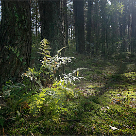 Утро в лесу | Фотограф Александр Шатохин | foto.by фото.бай