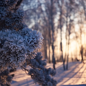 Альбом "зима" | Фотограф Mihail | foto.by фото.бай