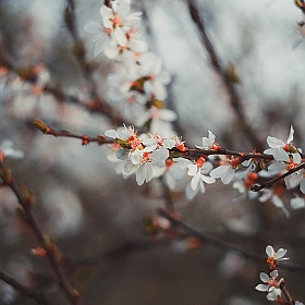 фотограф Александр Владимирович. Фотография "Весна"