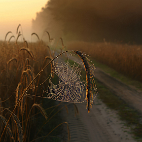 Тихое утро | foto.by фото.бай