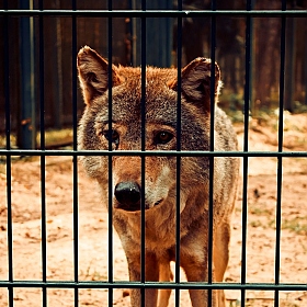 фотограф Vadzim Zycharby. Фотография "Волк в неволе"