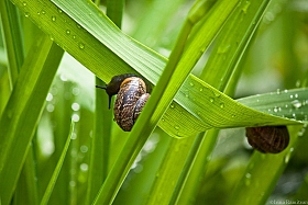 Спрятаться от дождя | Фотограф Irina Ramitsan | foto.by фото.бай