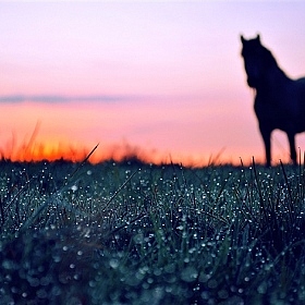 фотограф Аня Черняк. Фотография "Лошадь"