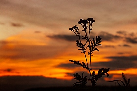 закатное... | Фотограф Alexandr Chikiliou | foto.by фото.бай