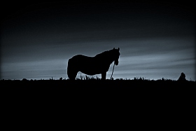 ёжик......лошадка...... | Фотограф Uladzimir Sen | foto.by фото.бай
