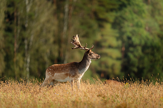 Фотограф Александр Тарасевич, фотография добавлена 29.10.2025