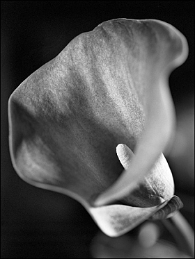 florale | Фотограф Алексей Кулаковский | foto.by фото.бай