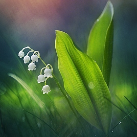 Запахи весны | Фотограф Лариса Пашкевич | foto.by фото.бай