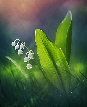 Запахи весны | Фотограф Лариса Пашкевич | foto.by фото.бай