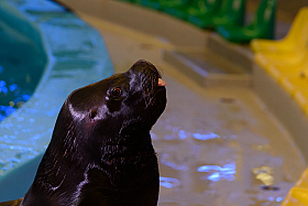 Работа фотографа Сергей Тарасов