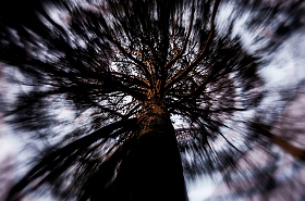 Tree | Фотограф Anastasia Kharitonova | foto.by фото.бай