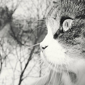 фотограф Дарья Эсауленко. Фотография "Глазами кота"