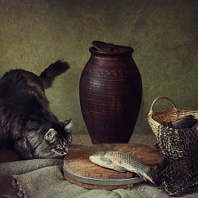 На то и кот, чтоб карась не дремал | Фотограф Ирина Приходько | foto.by фото.бай