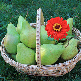 Груши | Фотограф Людмила Выганная | foto.by фото.бай