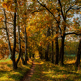 фотограф Александр Архипов. Фотография "Осеннею тропой."