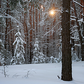 Вечерний свет лесного фонаря. Солнечный блик. | Фотограф Александр Чиж | foto.by фото.бай