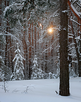 Вечерний свет лесного фонаря. Солнечный блик. | Фотограф Александр Чиж | foto.by фото.бай