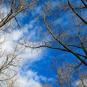 фотограф Оля Чеченец. Фотография "Синее небо"