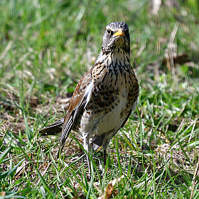 *** | Фотограф Ihar Karneichuk | foto.by фото.бай