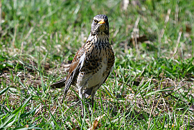 *** | Фотограф Ihar Karneichuk | foto.by фото.бай