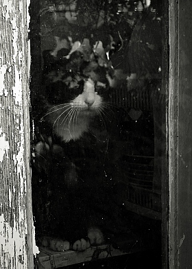 Кошачьи размышления о судьбе кошачьей | Фотограф Anton mrSpoke | foto.by фото.бай