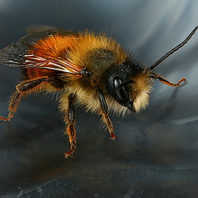 Пчелка на стекле | Фотограф Андрей Шаповалов | foto.by фото.бай