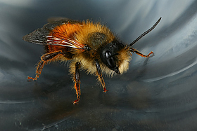 Пчелка на стекле | Фотограф Андрей Шаповалов | foto.by фото.бай