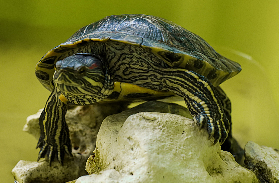 Фотограф Алексей Климков, фотография добавлена 06.11.2025