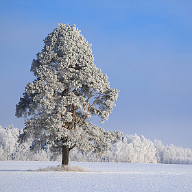 В снежном плену | Фотограф Елена Ерошевич | foto.by фото.бай