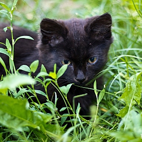 бездомный котик | Фотограф Евгения Ксенофонтова | foto.by фото.бай