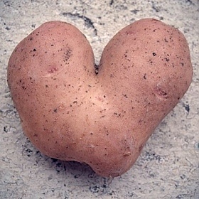 фотограф Карина Вашкинель. Фотография "Картофельное сердце белоруса"