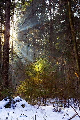 Лучи солнца в зимнем лесу | Фотограф Татьяна Воробьева | foto.by фото.бай