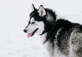 Работа фотографа Дмитрий Гусалов