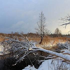 Зимний этюд 1 | Фотограф Андрей Марцинкевич | foto.by фото.бай