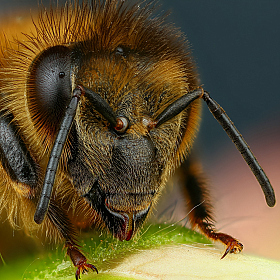 Пчелий портрет | Фотограф Андрей Шаповалов | foto.by фото.бай
