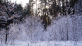 Первый опыт съемки зимнего леса... | Фотограф Александр Васильев | foto.by фото.бай