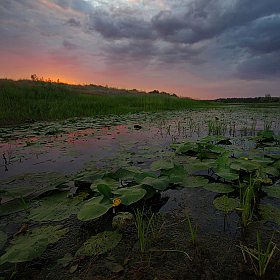 Догорал летний вечер | Фотограф Сергей Шляга | foto.by фото.бай