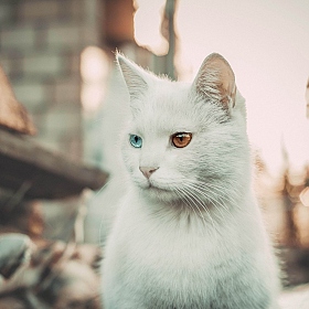 фотограф Анастасия Карс. Фотография "cat"
