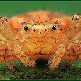 фотограф Александр Зубрицкий. Фотография "Улыбающийся паук"