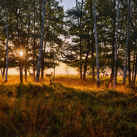 фотограф Виталий Полуэктов. Фотография "утро в лесу"