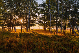 утро в лесу | Фотограф Виталий Полуэктов | foto.by фото.бай