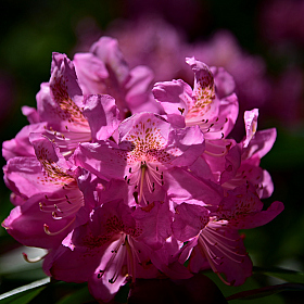 фотограф Ihar Karneichuk. Фотография "Rhododendron.."